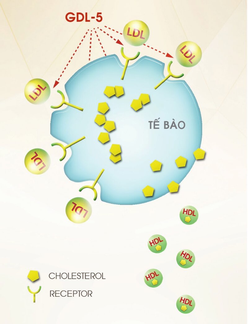 faz hỗ trợ cải thiện bằng hoạt chất thiên nhiê