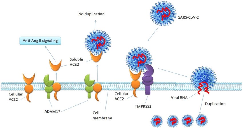 SARS-CoV-2 xâm nhập vào cơ quan đích