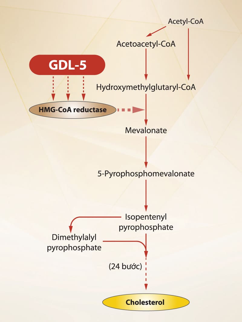 cơ chế điều hòa choelsterol của gdl-5