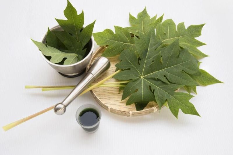 lá đu đủ hỗ trợ giảm mỡ trong máu