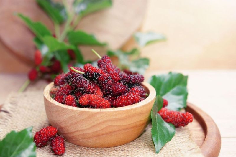 dâu tằm giảm triglyceride