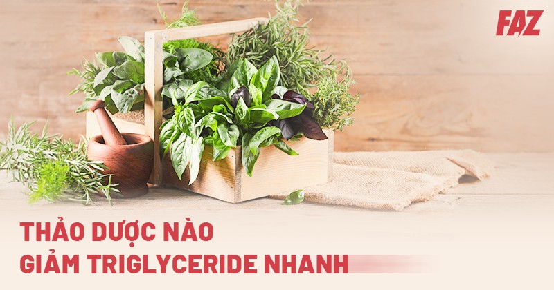 Thảo dược nào giảm Triglyceride nhanh? 26 loại dễ tìm và các lưu ý
