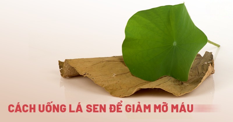 5 cách uống lá sen giảm mỡ máu được nhiều người chia sẻ