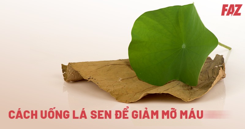 5 cách uống lá sen giảm mỡ máu được nhiều người chia sẻ