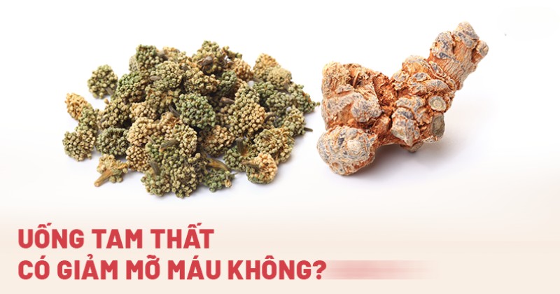 Uống tam thất có giảm mỡ máu không? 4 cách dùng hiệu quả