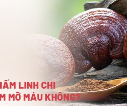 Uống nấm linh chi có giảm mỡ máu không? Mua loại nào ổn?
