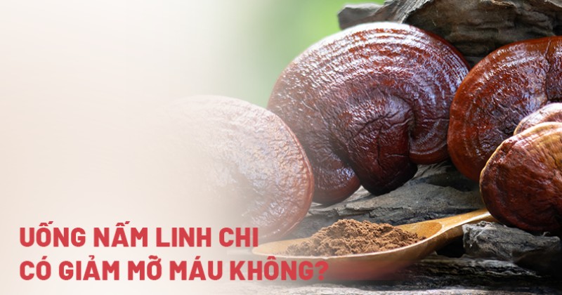 Uống nấm linh chi có giảm mỡ máu không? Mua loại nào ổn?
