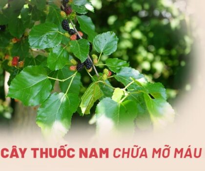 7 loại cây thuốc nam chữa mỡ máu cao từ y học cổ truyền