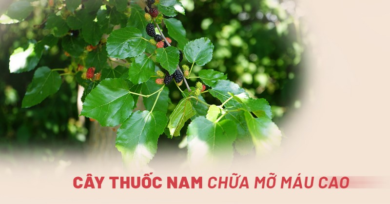 7 loại cây thuốc nam chữa mỡ máu cao từ y học cổ truyền