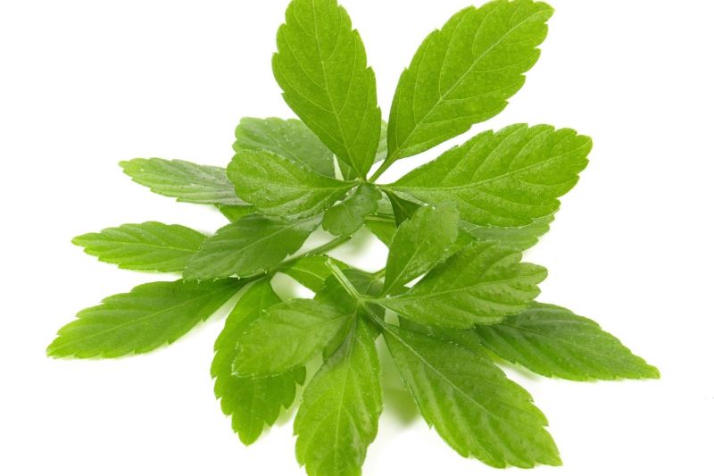 gião cổ lam hỗ trợ điều hòa mỡ máu