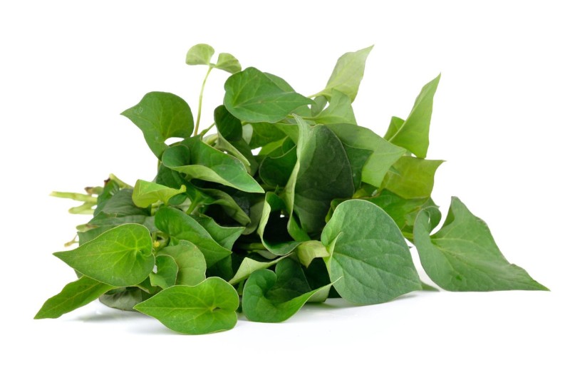 ăn rau diếp cá sống chữa mỡ máu