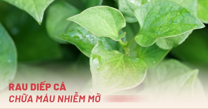 4 cách dùng rau diếp cá trị mỡ máu tự nhiên lành tính