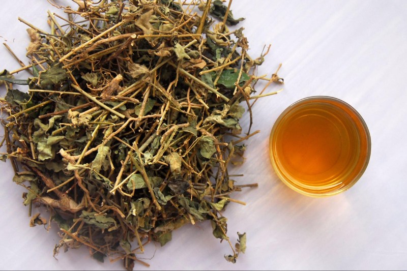 trà cà gai leo giảm mỡ máu